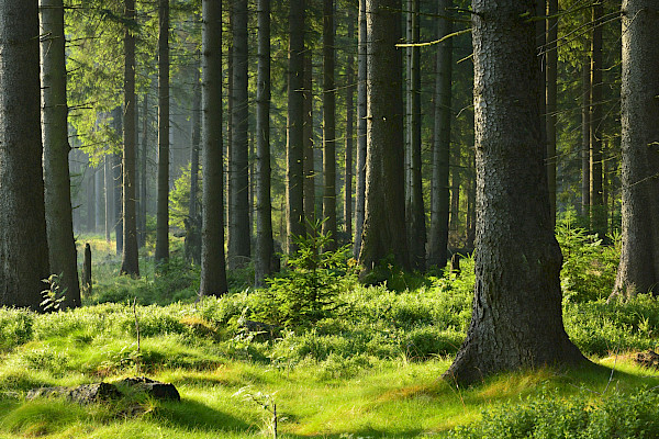 Khai thác rừng bền vững